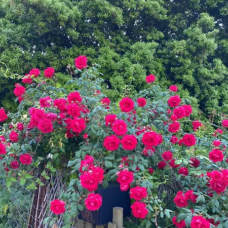 Mountain Corse Odyssee * Quenza