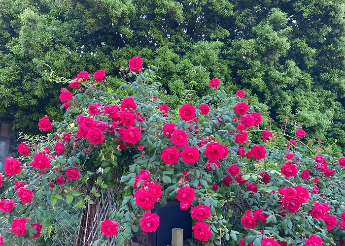 Mountain Corse Odyssee * Quenza